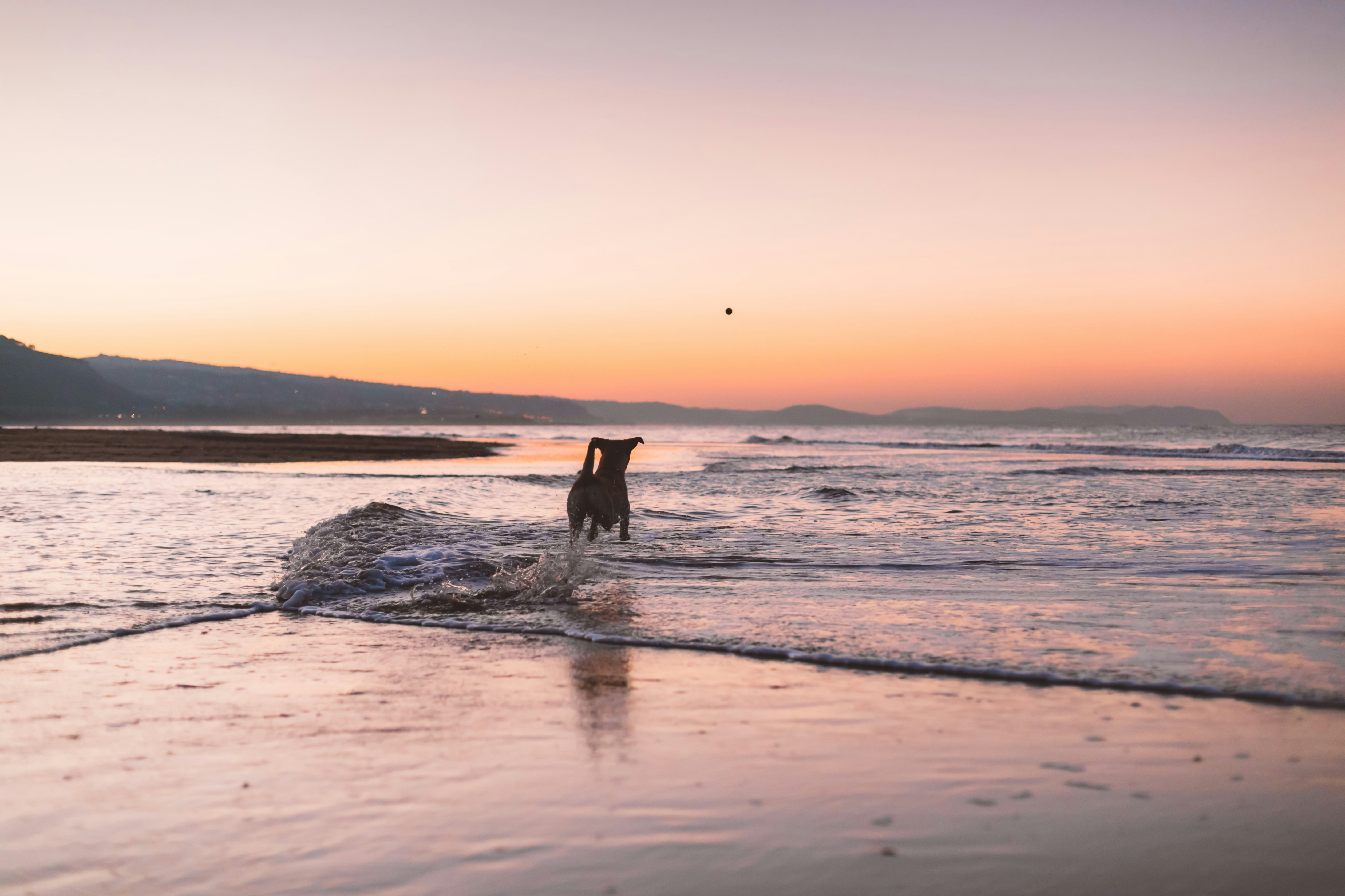 dog standing during daytime